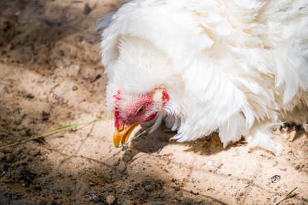 Close up of white hen with frizzle-feathered plumage pecking food from ground in farm coopの写真素材