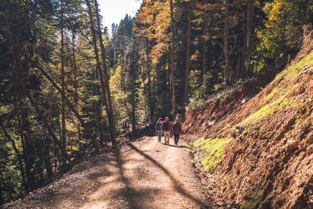 People walk along path in autumn mountainous forest with yellow trees lit by the sun