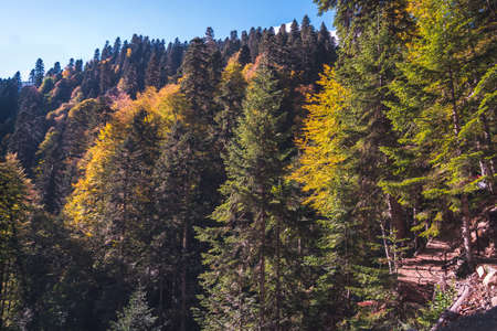 Dense autumn mountain forest with green and yellow trees lit by the sunの写真素材