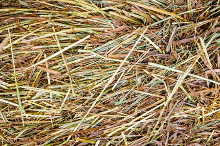 Close up of wet yellow, green and brown grass after rain. Abstract nature background