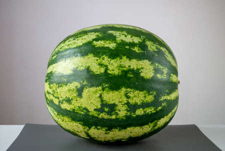 Big whole green striped watermelon on tableの写真素材