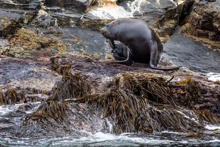 sealions at Chanaral Islandの写真素材