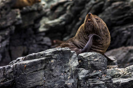 sealions at Chanaral Islandの写真素材