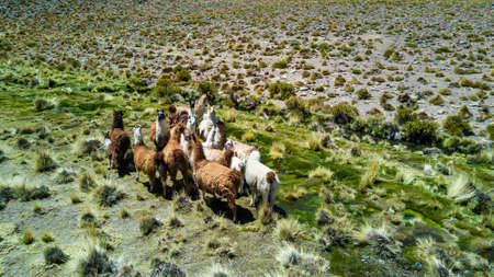 The original camel from the Andes, The Lama is an andean animal that lives in high altitudes like the Andes Altiplanoの写真素材