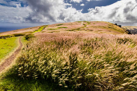 Flower fields in the top of Rano Kau volcano on Easter Island placed of Rapa Nui Cultureの写真素材
