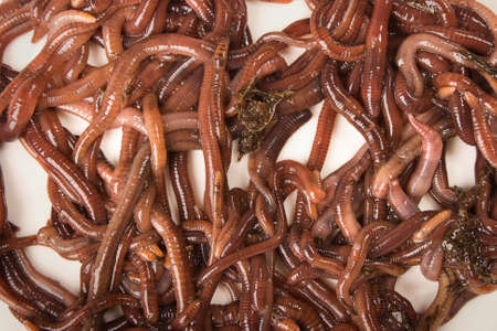 Close-up detailed image of South African earth worms.の写真素材
