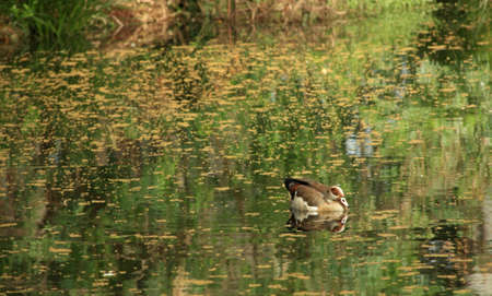 A colourfull duck on a very peacefull lake in South-Africa close to a dairy farmの写真素材
