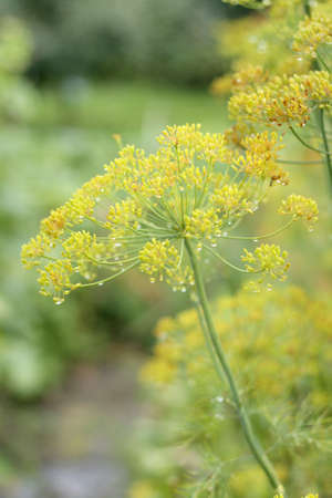 fennel