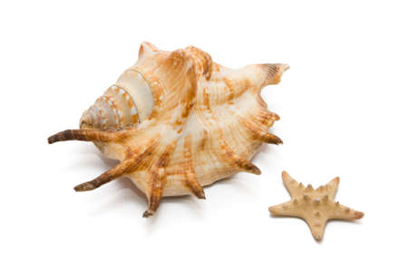 shell, white, starfish, sea, crustacean, clam, food, isolated, star, prepared, fish, shape, mussel,...