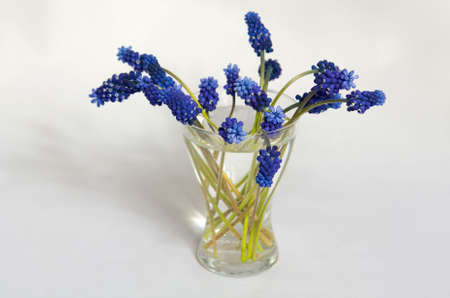 muscari armeniacum, Dark blue flowers in a transparent vase with waterの写真素材