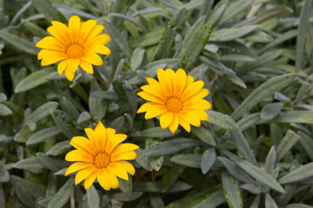Group of colors On a background of a grassの写真素材