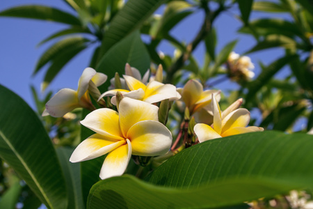 Plumeria flower on the background of the seaの写真素材
