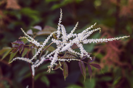 beautiful branch of small white flowers closeupの写真素材
