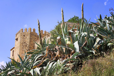 Exotic plants near the old city wallsの写真素材