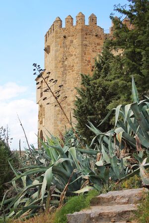 Exotic plants near the old city wallsの写真素材