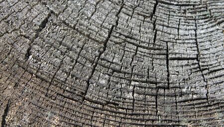 section of an old tree.の写真素材