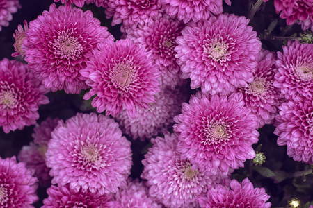 Natural background of autumn colors. bright sensual purple chrysanthemumsの写真素材