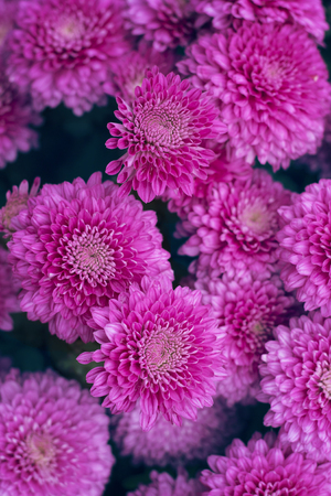 Natural background of autumn colors. bright sensual purple chrysanthemumsの写真素材