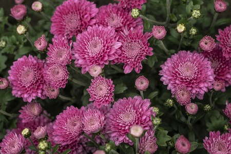 Natural background of autumn colors. bright sensual purple chrysanthemumsの写真素材