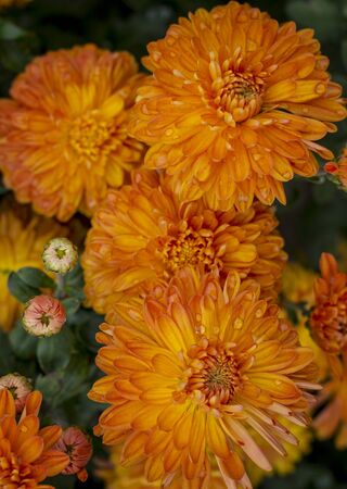 Natural background of autumn colors. bright sensual purple chrysanthemumsの写真素材