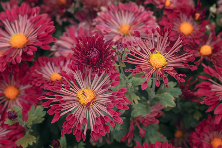 Natural background of autumn colors. bright sensual purple chrysanthemumsの写真素材