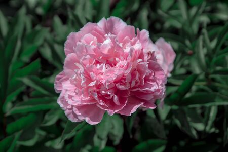 beautiful spring decorative dahlias. one flower bud closeup.の写真素材