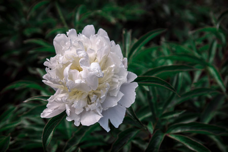 beautiful spring decorative dahlias. one flower bud closeup.の写真素材