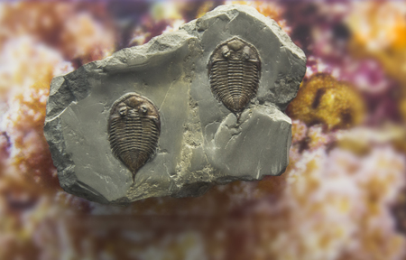 fossil trilobite imprint in the sediment. 3.6 Billion Year old Trilobite.の写真素材
