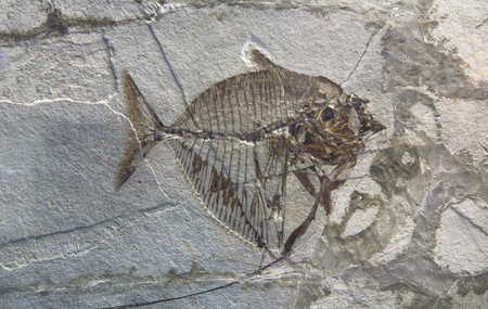 prehistoric fossil fish enclosed in stone rockの写真素材