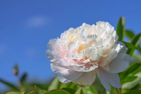 thin bright spring peony flower on a background of blue sky.の写真素材