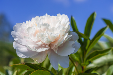 thin bright spring peony flower on a background of blue sky.の写真素材