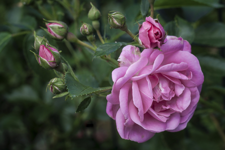 beautiful delicate spring flower close-up. flowers pink roses.の写真素材
