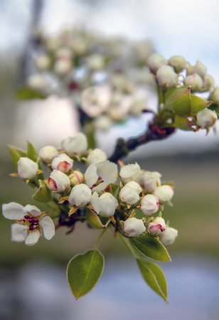 Cherry blossoms. Beautiful fresh flowers on a background of the sky.の写真素材