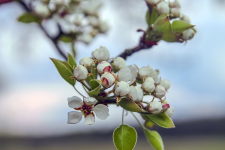Cherry blossoms. Beautiful fresh flowers on a background of the sky.の写真素材