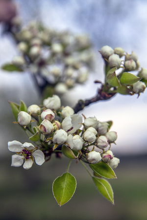 Cherry blossoms. Beautiful fresh flowers on a background of the skyの写真素材