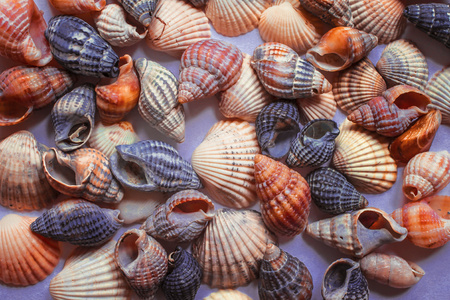 background of colorful seashells on the frosted glass.