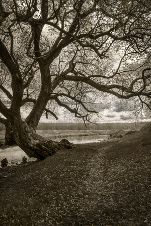 The old big branched tree on the river bank. Monochrome photo.の写真素材