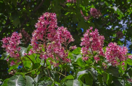 Beautiful of leaves and flowers of pink chestnut.の写真素材