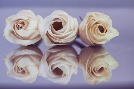 Festive composition of tender flowers of a tea rose.の写真素材