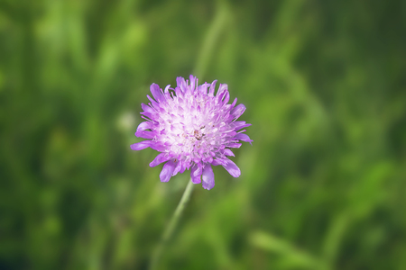 Fresh purple flower in the grass on a meadow.の写真素材