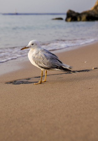 young seagull on the seashore in the morning, at dawn.の写真素材