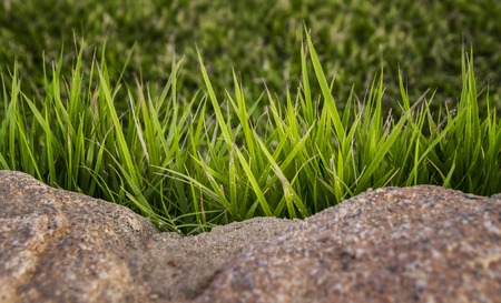 Fresh green grass background. Natural grass texture.の写真素材