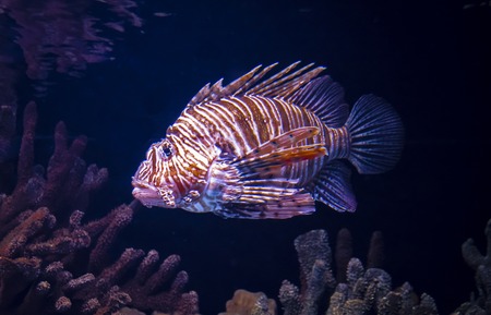 Beautiful fish Lionfish, she is a lion fish, lives in the Red Sea.の写真素材