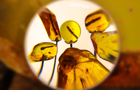 Insects in the stones of amber. Amber stones close-up.の写真素材