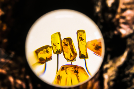 Insects in the stones of amber. Amber stones close-up.の写真素材