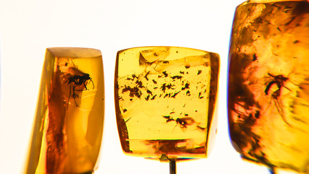 Insects in the stones of amber. Amber stones close-up.の写真素材