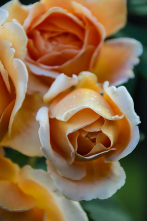 beautiful rose flower closeup photo shotの写真素材