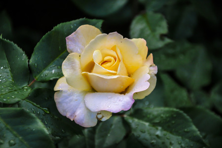 beautiful rose flower closeup photo shotの写真素材