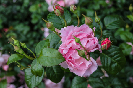 beautiful rose flower closeup photo shotの写真素材