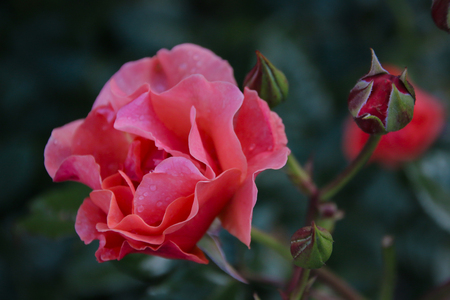 beautiful rose flower closeup photo shotの写真素材